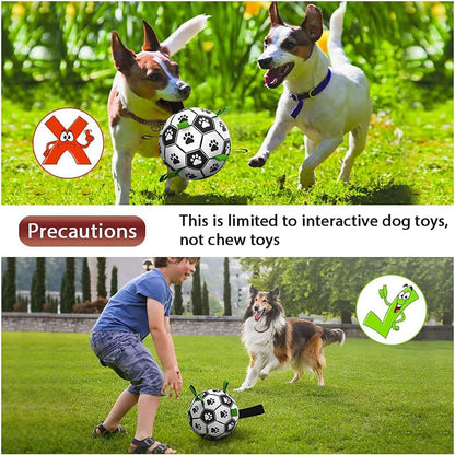 Dog play ball

