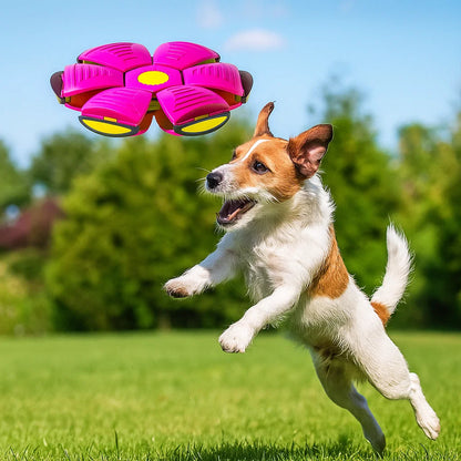 outdoor dog toy

