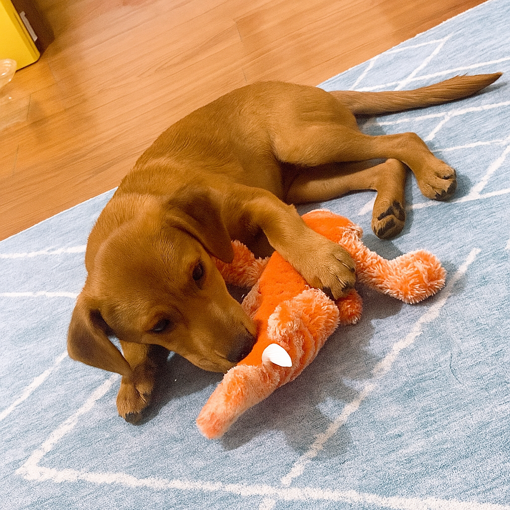 Funny Lobster Dog Toy – Plush, Squeaky & Durable
