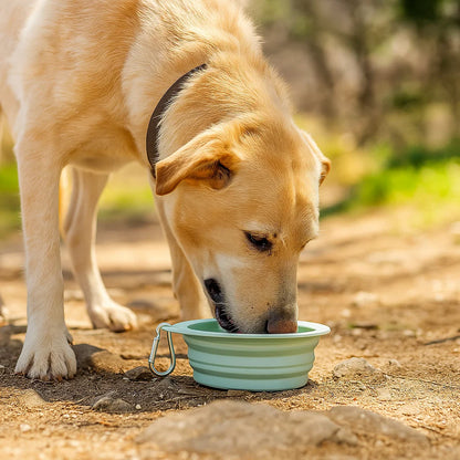 travel water bowl for dogs